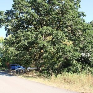 Oregon witte eik met gerimpelde schors en groen blad.