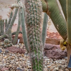 Oreocereus celsianus cactus met lange groene stelen en witte stekels in Christchurch Botanic Gardens, Nieuw-Zeeland.