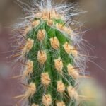 Close-up van Oreocereus pseudofossulatus cactus stekels en textuur.