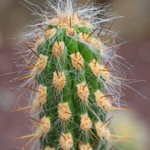 Close-up van Oreocereus pseudofossulatus cactus stekels en textuur.
