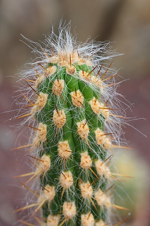 Close-up van Oreocereus pseudofossulatus cactus stekels en textuur.