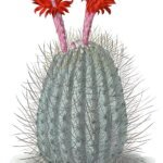 Oreocereus hempelianus cactus met lange witte doornen en groene stelen.