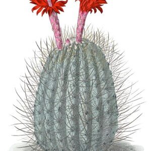 Oreocereus hempelianus cactus met lange witte doornen en groene stelen.