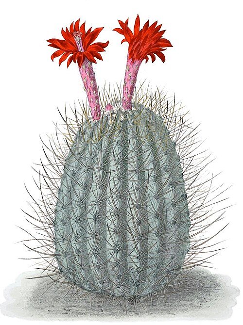 Oreocereus hempelianus cactus met lange witte doornen en groene stelen.