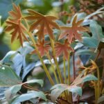 Oreopanax dactylifolius plant met groene bladeren en takken.