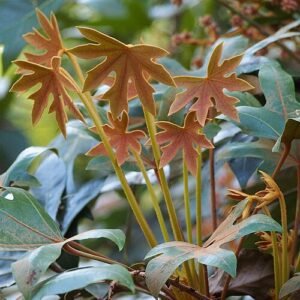 Oreopanax dactylifolius plant met groene bladeren en takken.
