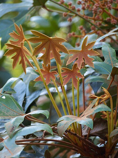 Oreopanax dactylifolius plant met groene bladeren en takken.