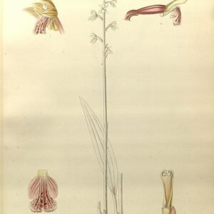 Delicate witte en paarse Oreorchis bloem met groene bladeren.