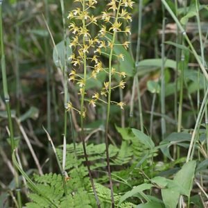 Bloeiende Oreorchis patens orchideeën in bergachtige omgeving met sneeuwtoppen.