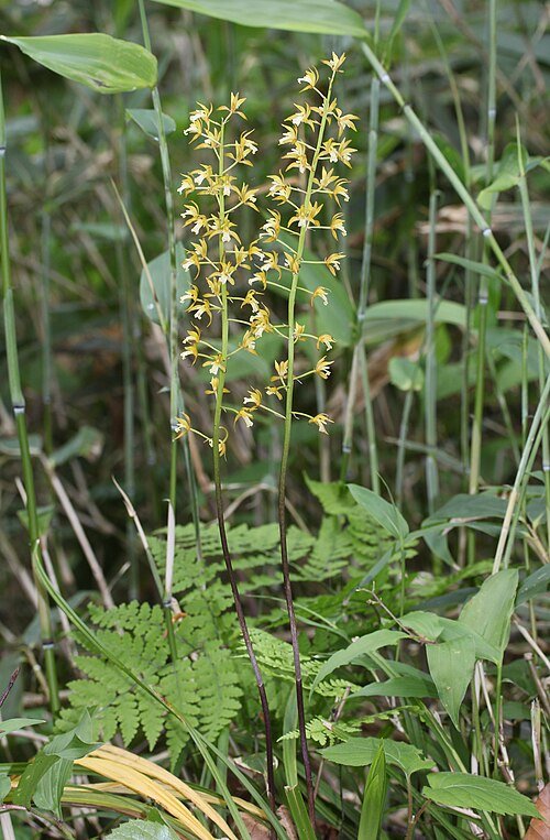 Bloeiende Oreorchis patens orchideeën in bergachtige omgeving met sneeuwtoppen.