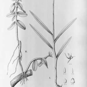 Epidendrum sculptum orchidee met felgele en roze bloemen tegen groene bladeren.