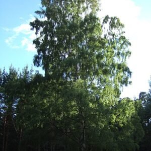 Ornäs Birch dining table with natural grain and light hues.