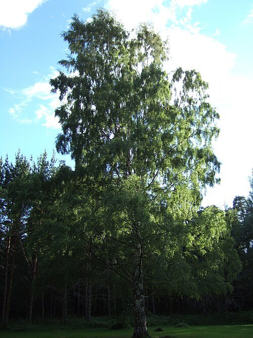 Ornäs Birch dining table with natural grain and light hues.