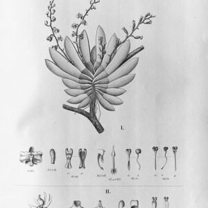 Phymatidium orchidee met witte bloemen op groene steel.