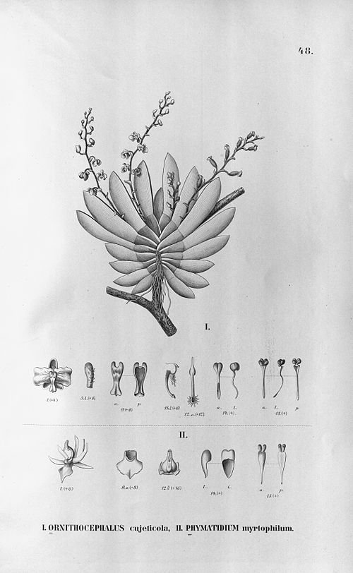 Phymatidium orchidee met witte bloemen op groene steel.