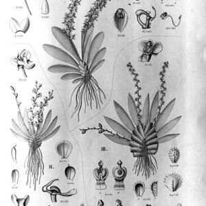 Ornithocephalus ciliatus orchid with small white flowers and green leaves on a branch.