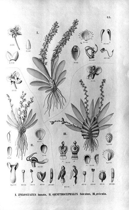 Ornithocephalus ciliatus orchid with small white flowers and green leaves on a branch.