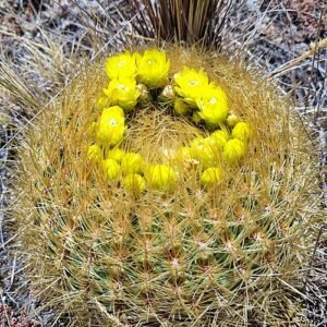 Bloeiende Oroya borchersii cactus met witte bloemen op stenen achtergrond.