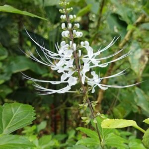 Orthosiphon aristatus plant met witte bloemen en groene bladeren.