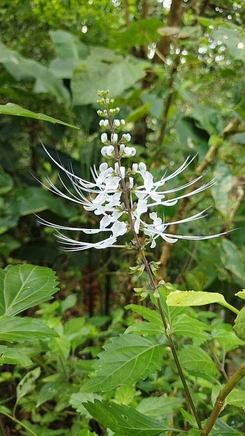 Orthosiphon aristatus plant met witte bloemen en groene bladeren.
