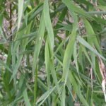 Groene bamboeplant met smalle bladeren en opvallende stelen.