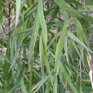 Groene bamboeplant met smalle bladeren en opvallende stelen.