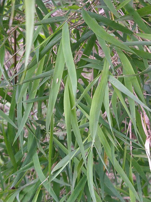 Groene bamboeplant met smalle bladeren en opvallende stelen.