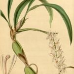 Otochilus fuscus orchidee met paarse bloemen en groene bladeren.