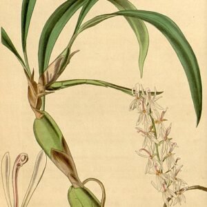 Otochilus fuscus orchidee met paarse bloemen en groene bladeren.