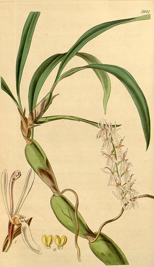 Otochilus fuscus orchidee met paarse bloemen en groene bladeren.