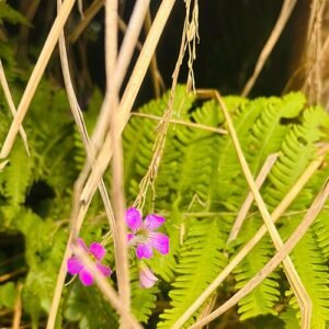 Oxalis rubra plant with vibrant red leaves in a garden setting.