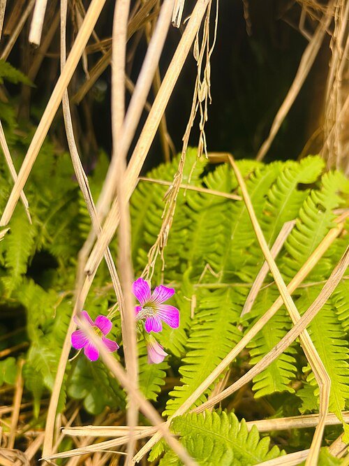 Oxalis rubra plant with vibrant red leaves in a garden setting.