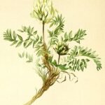 Oxytropis campestris plant met paarse bloemen en groene bladeren.