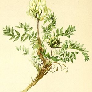 Oxytropis campestris plant met paarse bloemen en groene bladeren.