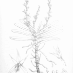 Oeoniella plant met groene bladeren op houten tafel.