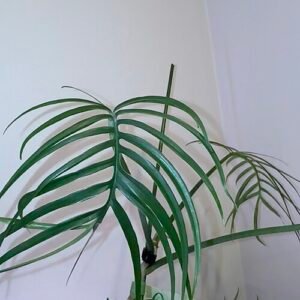 Philodendron tortum plant with unique twisted leaves in shades of green.