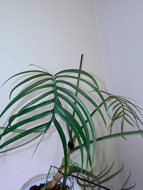 Philodendron tortum plant with unique twisted leaves in shades of green.