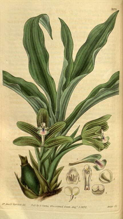 Pabstia orchidee met groen blad en gele bloemen.