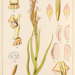 Illustratie van Pachites appressa orchidee uit 1896.