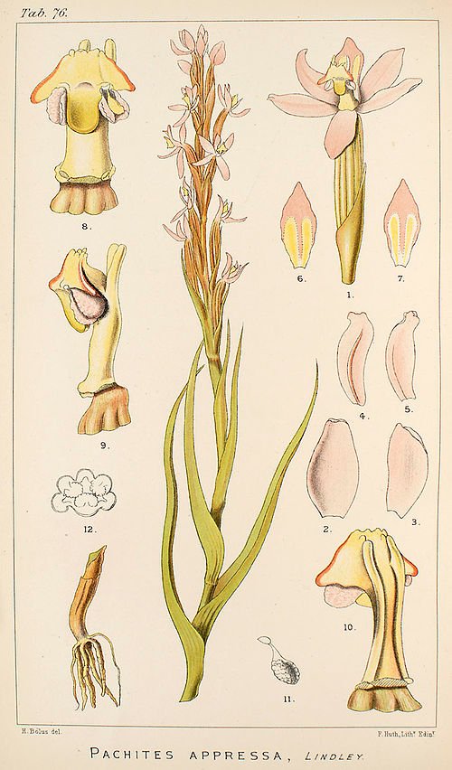 Illustratie van Pachites appressa orchidee uit 1896.