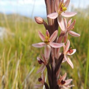Majestueuze Satyriinae plant op kleigrond