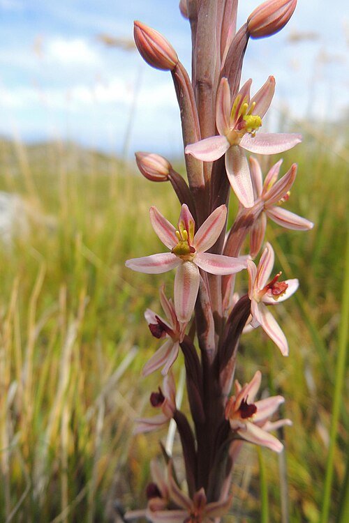 Majestueuze Satyriinae plant op kleigrond