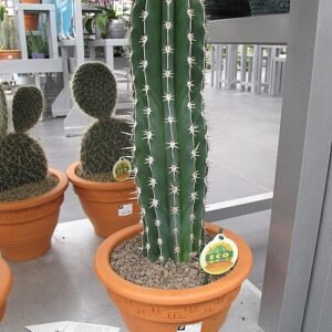 Pachycereus pecten-aboriginum cactus met lange groene stekels en cilindervormige vorm.