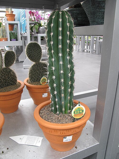 Pachycereus pecten-aboriginum cactus met lange groene stekels en cilindervormige vorm.