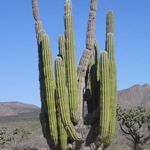 Pachycereus pringlei cactus met grote groene stam en stekelige takken tegen een blauwe lucht.