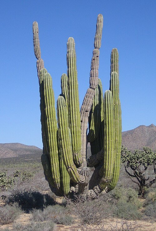 Pachycereus pringlei cactus met grote groene stam en stekelige takken tegen een blauwe lucht.