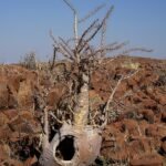 Pachypodium lealii plant met langwerpige groene stam en bladcluster aan de top.