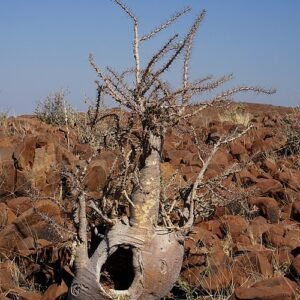 Pachypodium lealii plant met langwerpige groene stam en bladcluster aan de top.