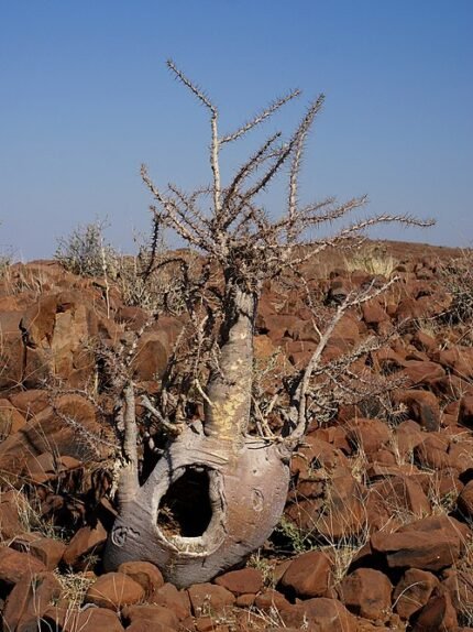 Pachypodium lealii plant met langwerpige groene stam en bladcluster aan de top.