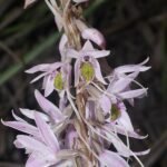 Pachystoma pubescens orchidee met paarse bloemen en groene bladeren in bloei.